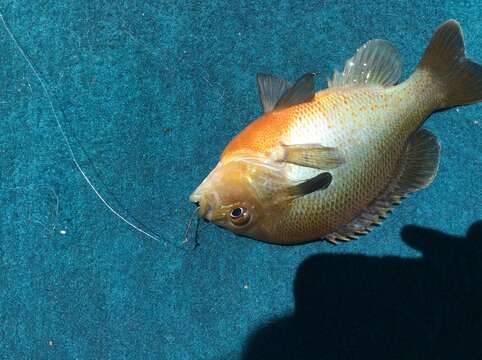 Image of Redbreast Sunfish