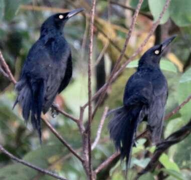 Image of Nicaraguan Grackle