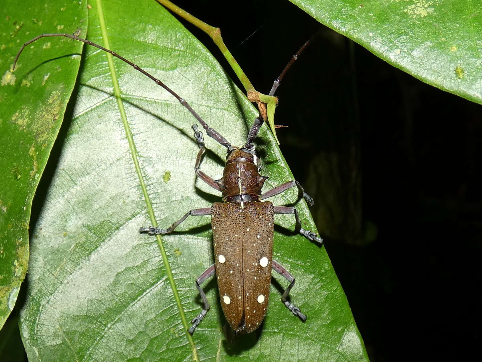 Image of Taeniotes xanthostictus Bates 1880