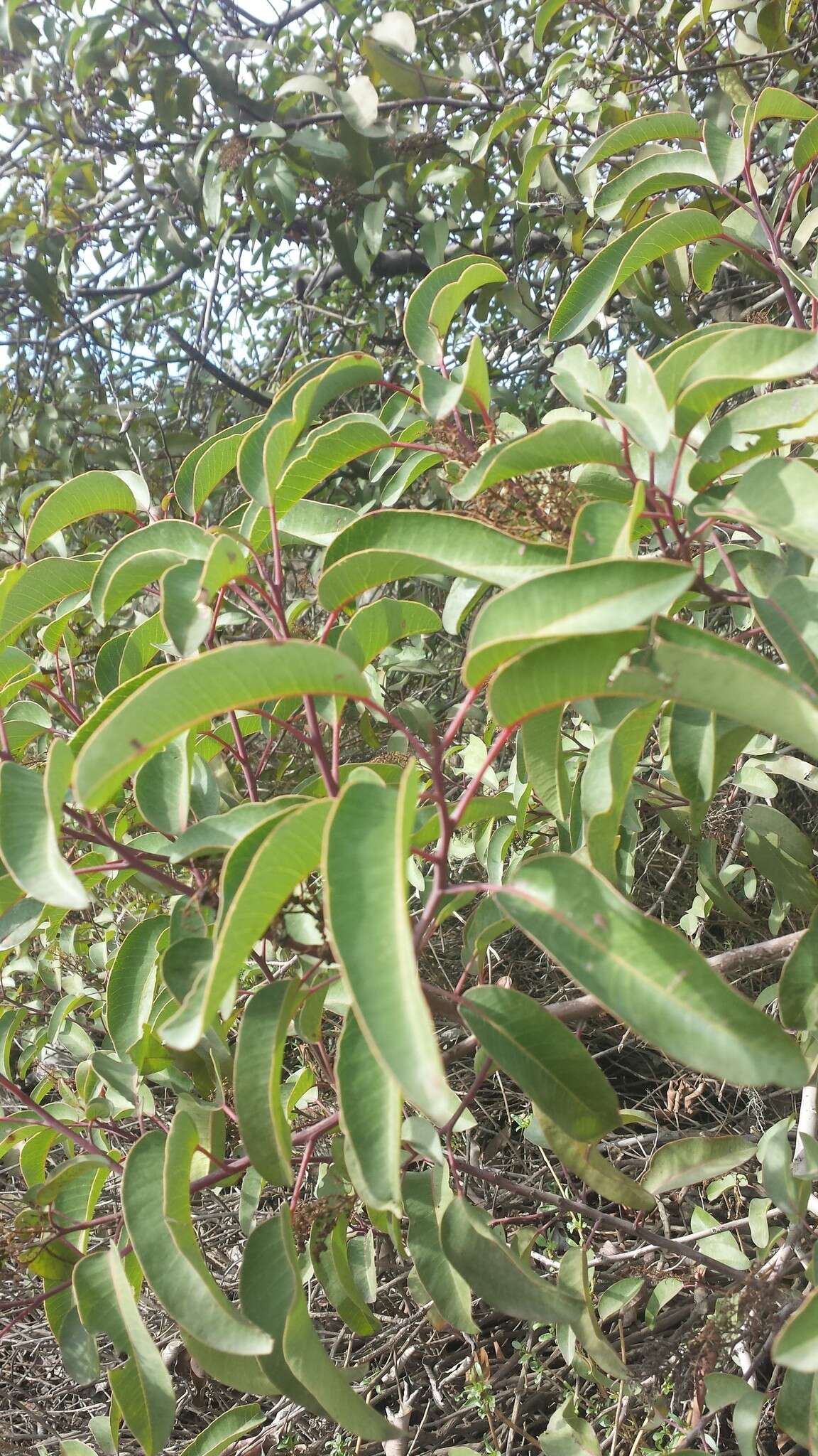 Image of laurel sumac