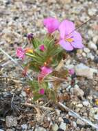 Plancia ëd Diplacus ovatus (A. Gray) G. L. Nesom