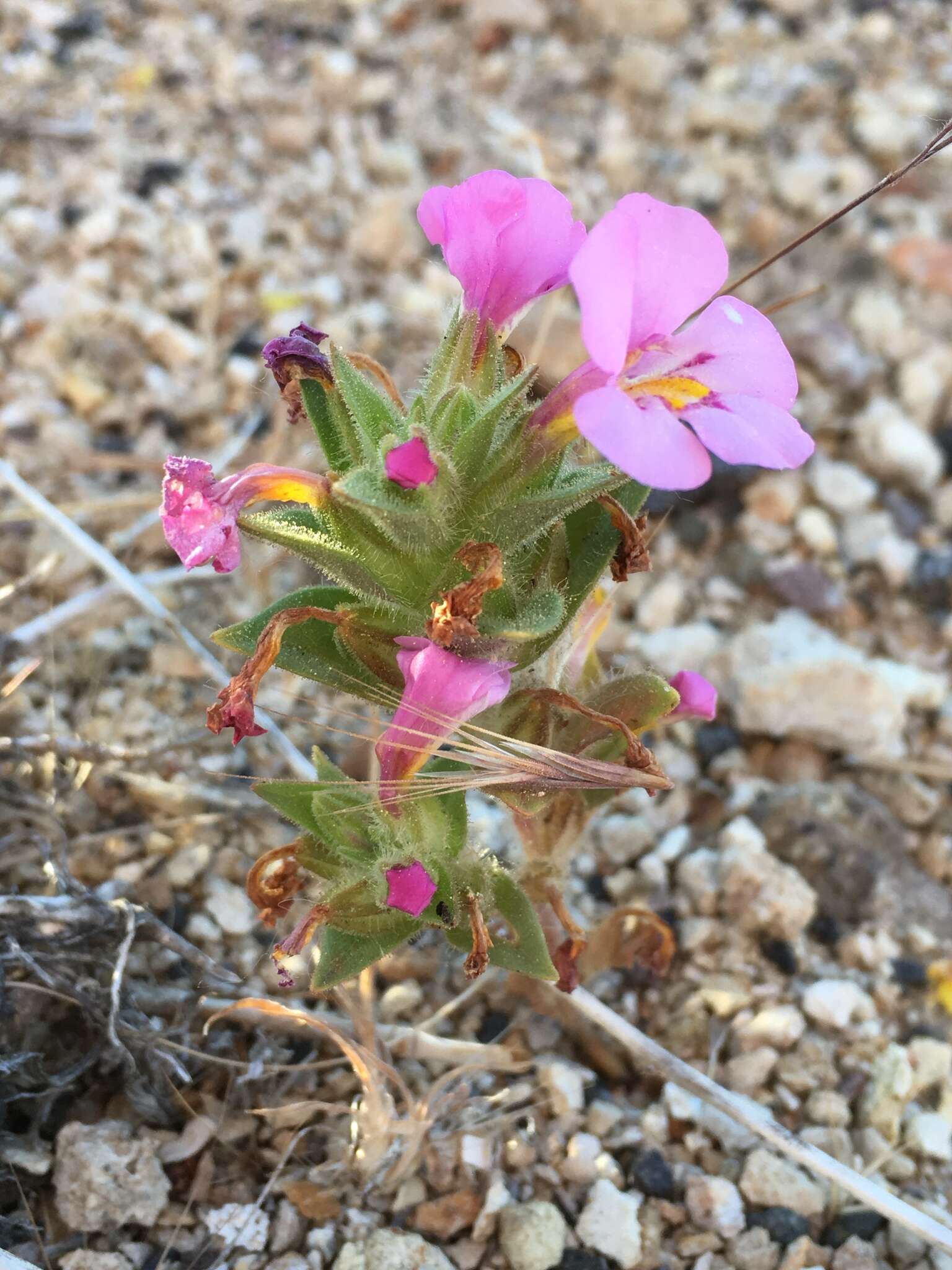 Plancia ëd Diplacus ovatus (A. Gray) G. L. Nesom