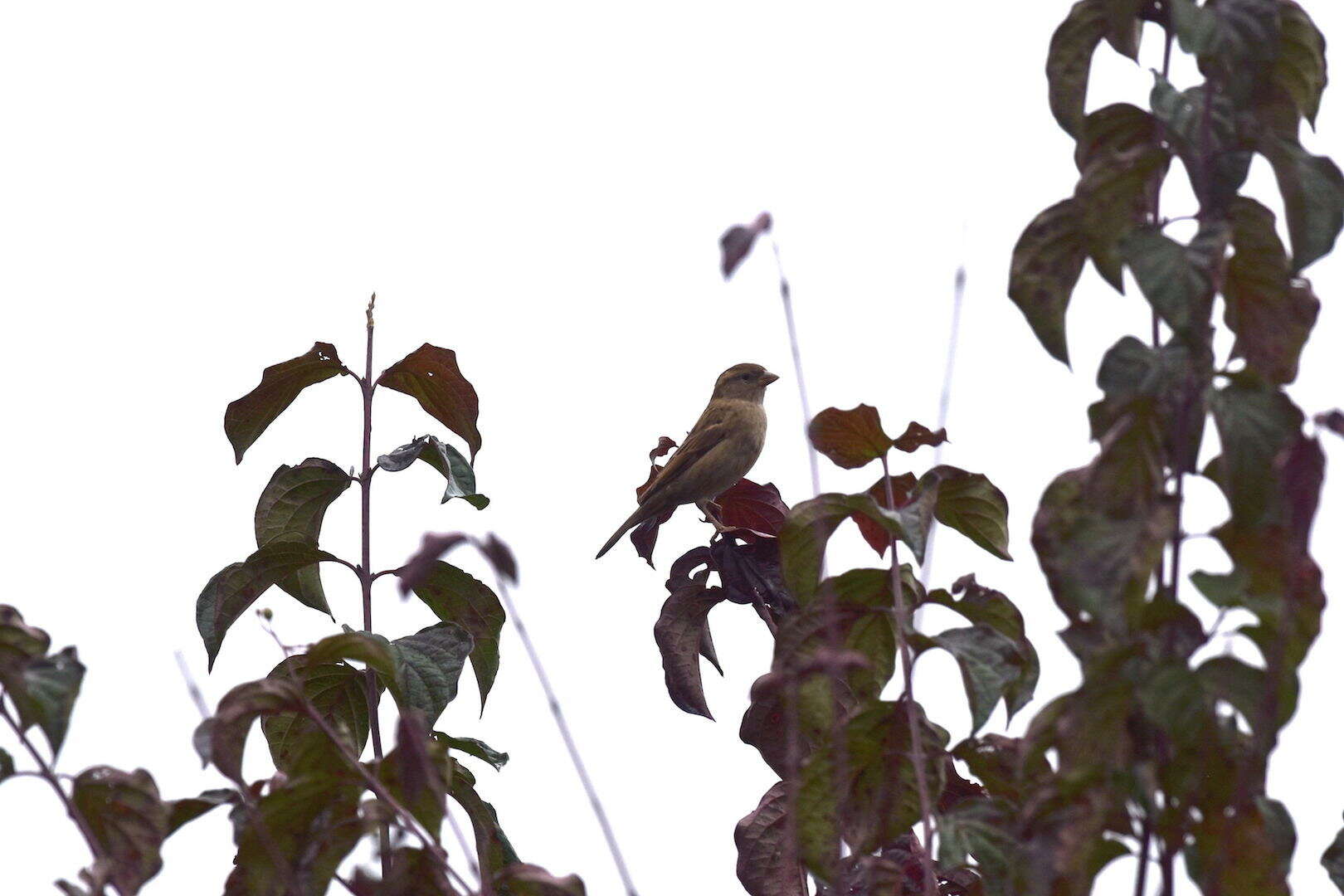 Image of Italian Sparrow