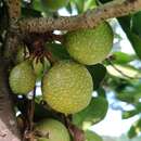 Image of Ficus punctata Thunb.