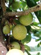 Image of Ficus punctata Thunb.