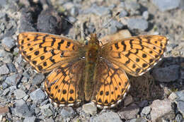 Image of Boloria chariclea butleri