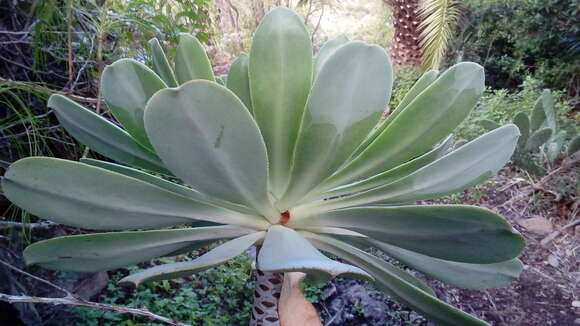 Image of Aeonium appendiculatum A. Banares Baudet