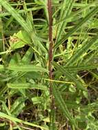 Plancia ëd Vernonia texana (A. Gray) Small