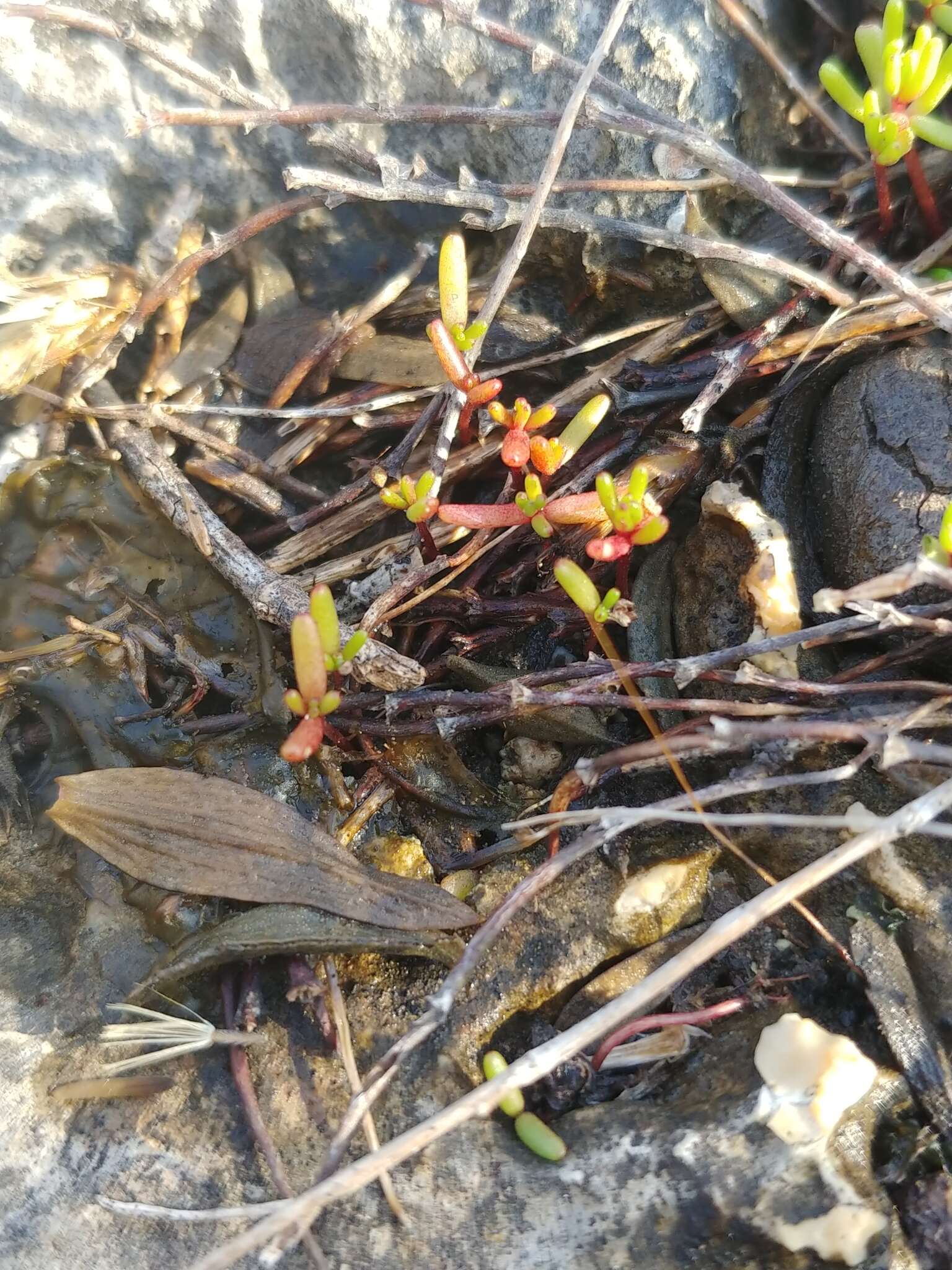 Image of Crassula vaillantii (Willd.) Roth