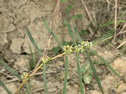 Imagem de Euphorbia bifida Hook. & Arn.