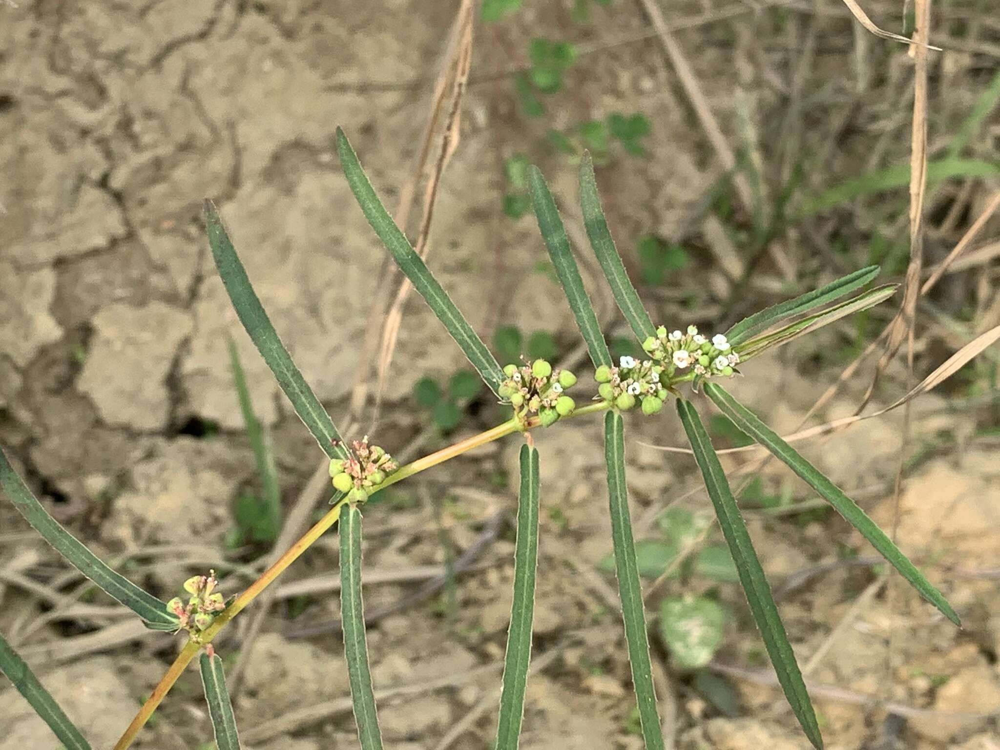 Imagem de Euphorbia bifida Hook. & Arn.