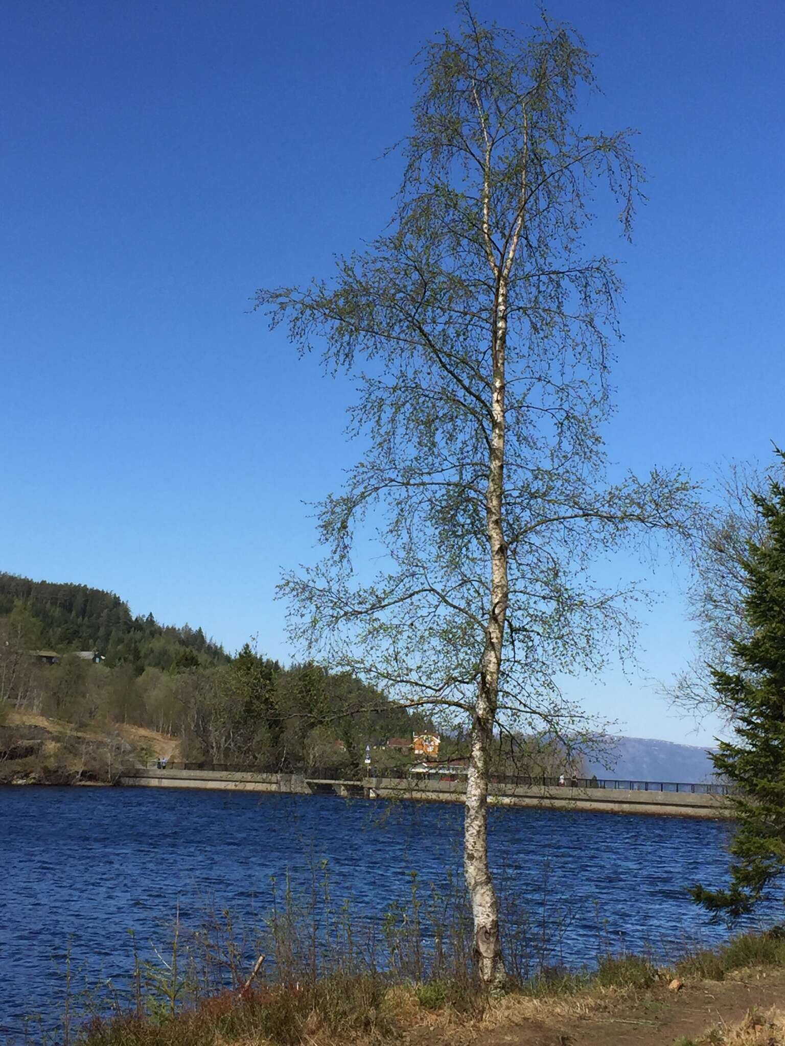 Image of Brown Birch