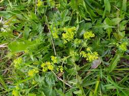 Image of Alchemilla micans Buser