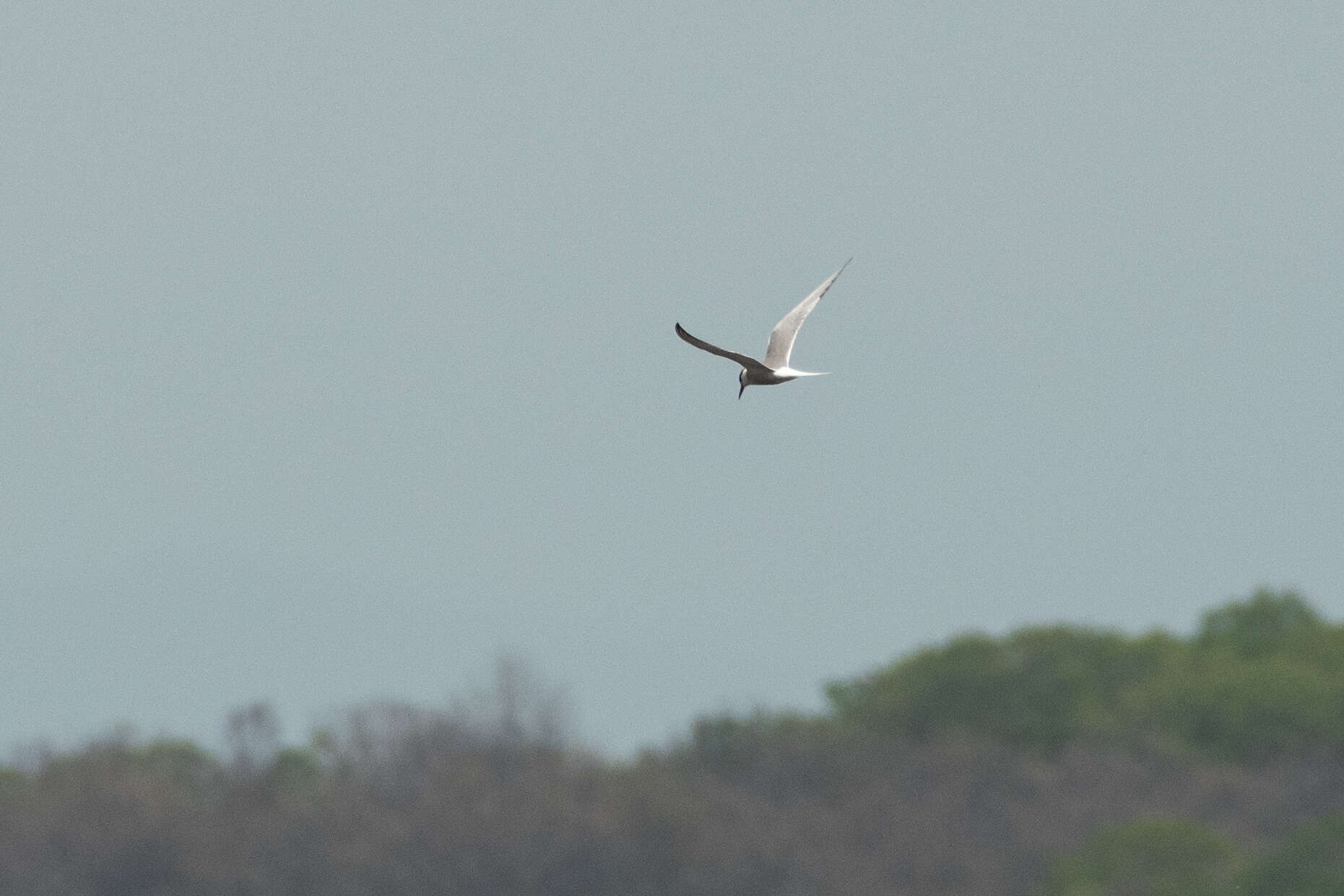 Sivun Sterna hirundo longipennis Nordmann 1835 kuva