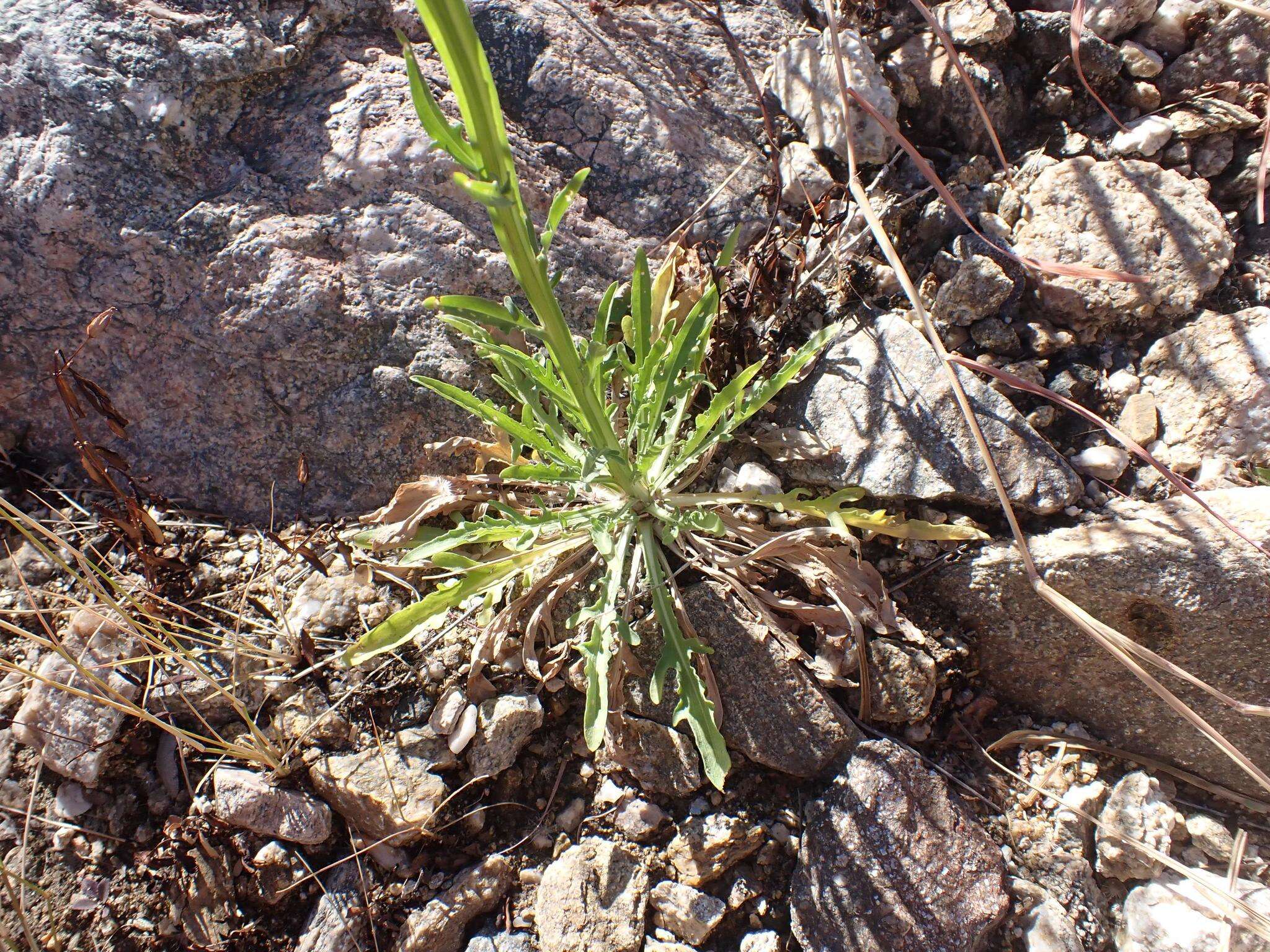 Image of Thurber's Sneezeweed