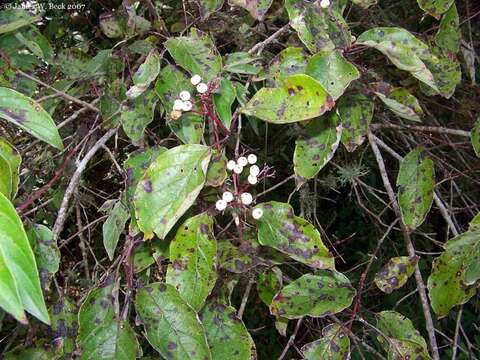 Image of roughleaf dogwood