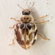 Image de Psyllobora vigintimaculata (Say 1824)