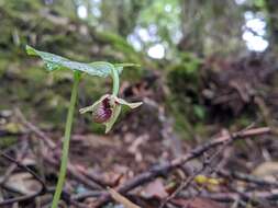 Image of Cypripedium debile Rchb. fil.