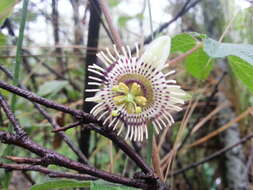 Слика од Passiflora exsudans Zucc.