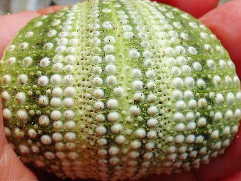 Image of Green Sea Urchin