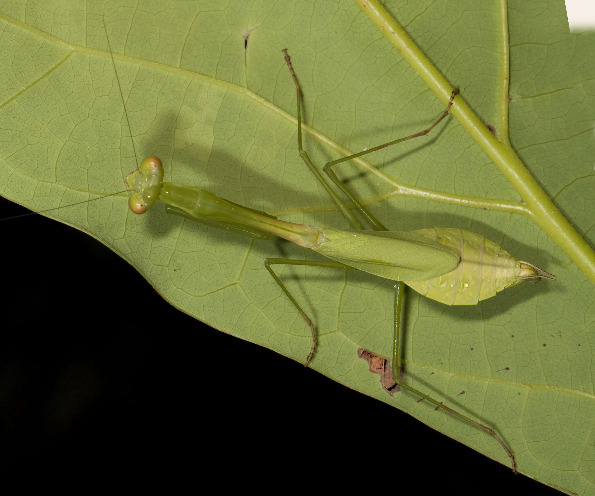 Слика од Chopardiella heterogamia Saussure & Zehntner 1894