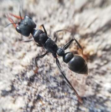 Image of Myrmecia clarki Crawley 1922