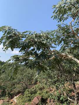 Слика од Albizia tanganyicensis subsp. tanganyicensis