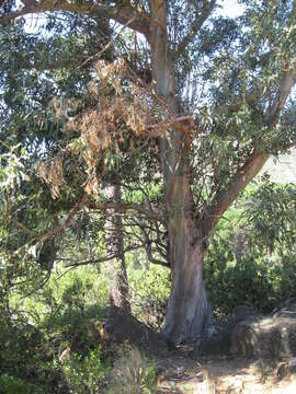 Image of Tasmanian bluegum