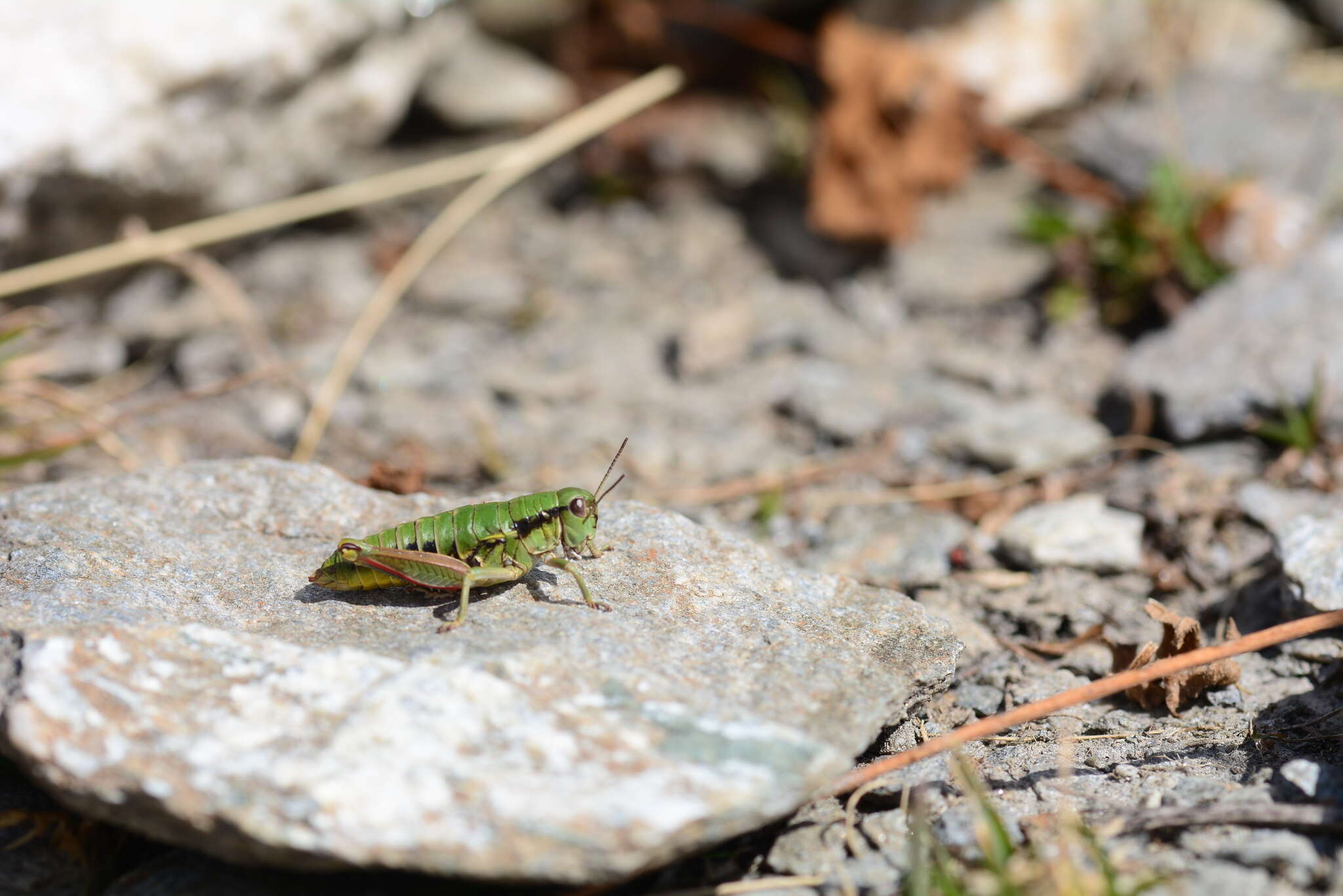 Image of Epipodisma pedemontana waltheri Harz 1973