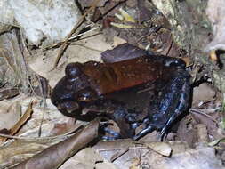 Image of Savage's Thin-toed Frog