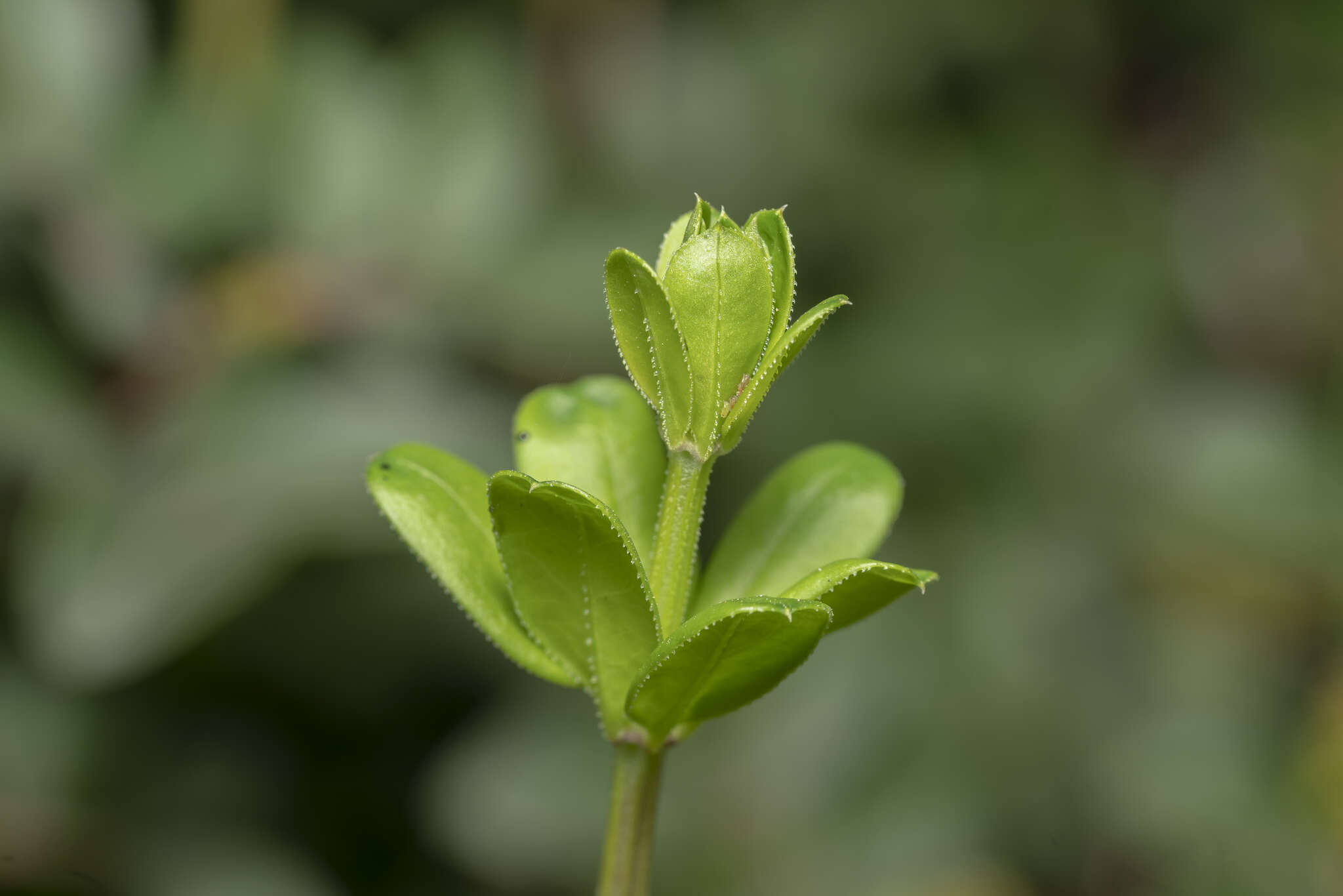 Sivun Rubia tenuifolia subsp. tenuifolia kuva