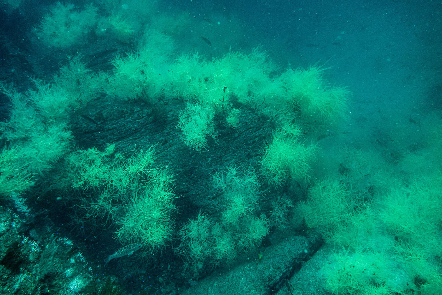 Image of Galapagos black coral