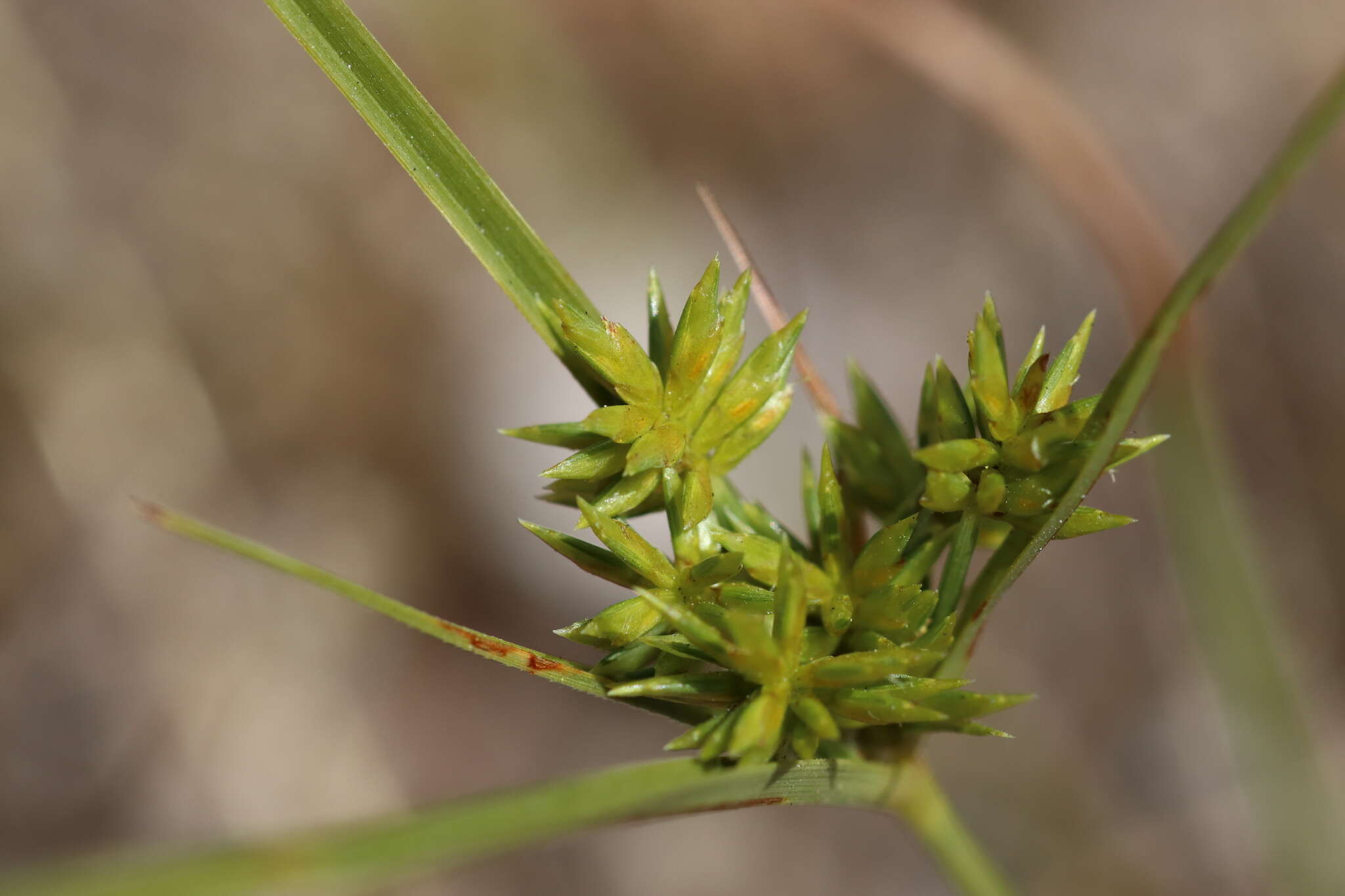 Image de Cyperus grayi Torr.