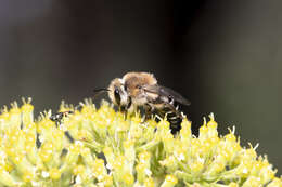 Image of Colletes dimidiatus Brullé 1840