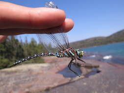 Image of Common Hawker