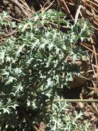 Imagem de Lomatium rigidum (M. E. Jones) Jepson