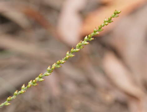 Image of weak plantain