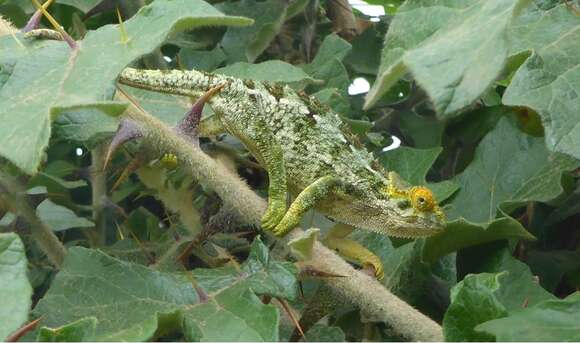 Image of Coarse Chameleon