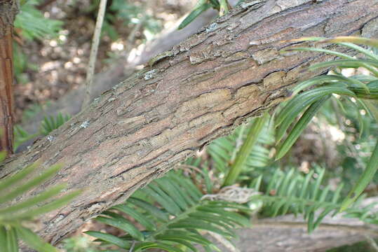 Imagem de Cephalotaxus fortunei Hook.