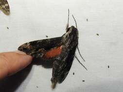 Image of Oleander sphinx moth