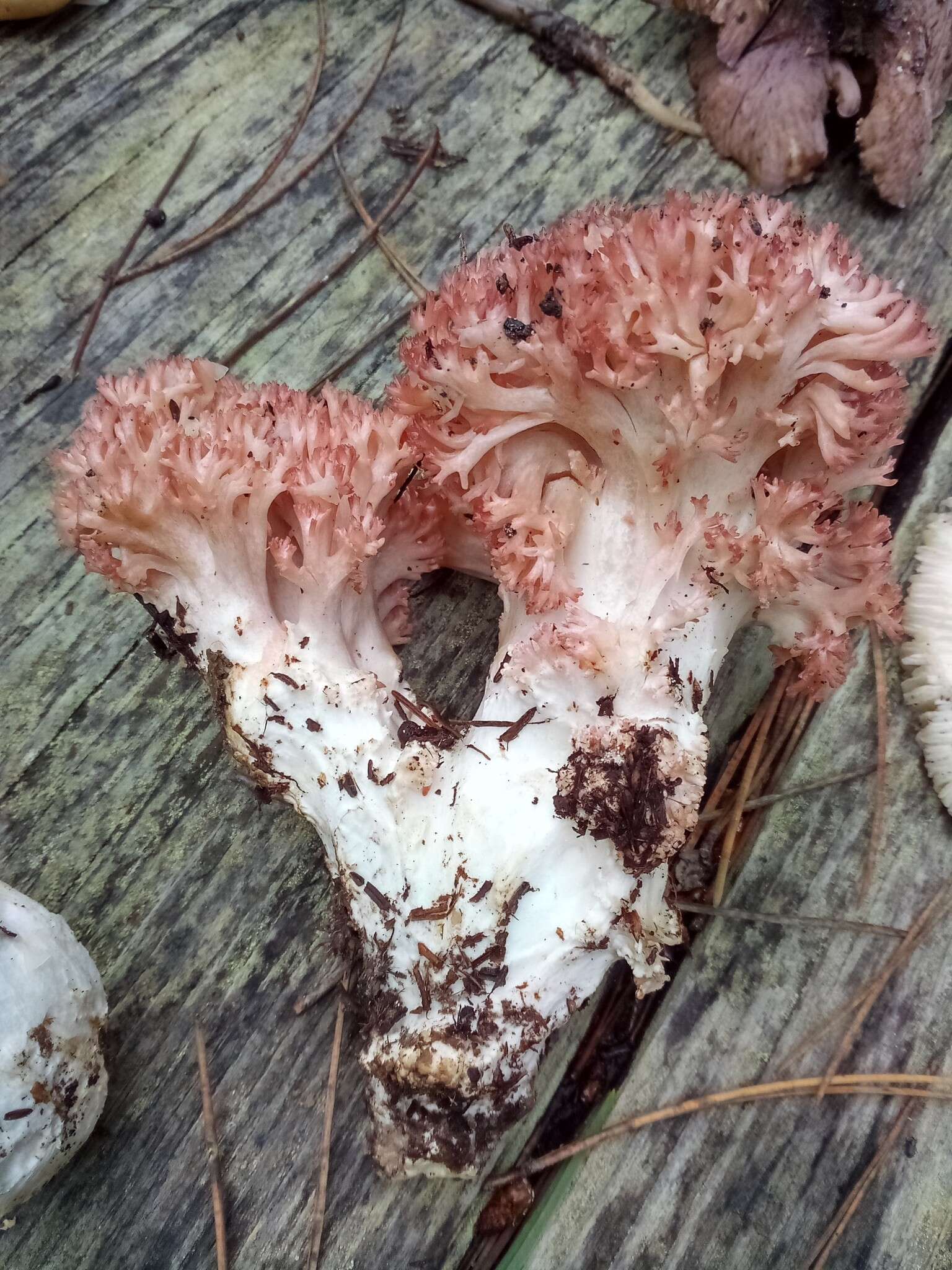 Image of Cauliflower coral