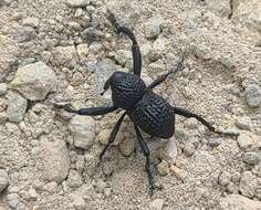 Image of Black tree weevil