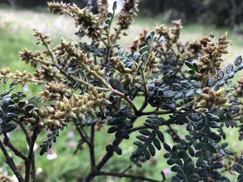 Image of Weinmannia tomentosa L. fil.