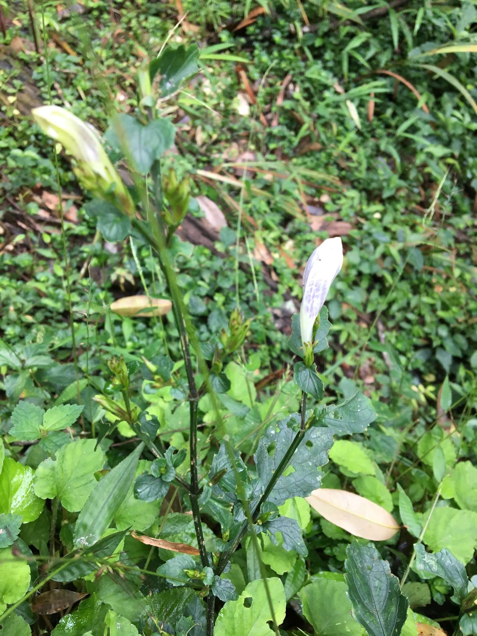 Image of Strobilanthes flexicaulis Hayata