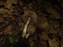 Image of Entoloma subradiatum (Kühner & Romagn.) M. M. Moser 1978