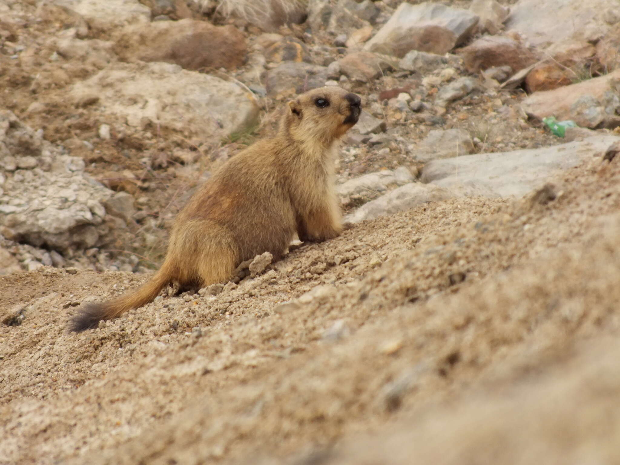 Image of Long-tailed Marmot