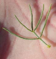 Image of Psoralea azuroides