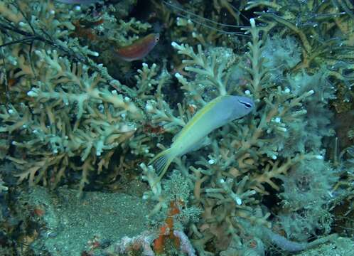 Meiacanthus atrodorsalis (Günther 1877) resmi