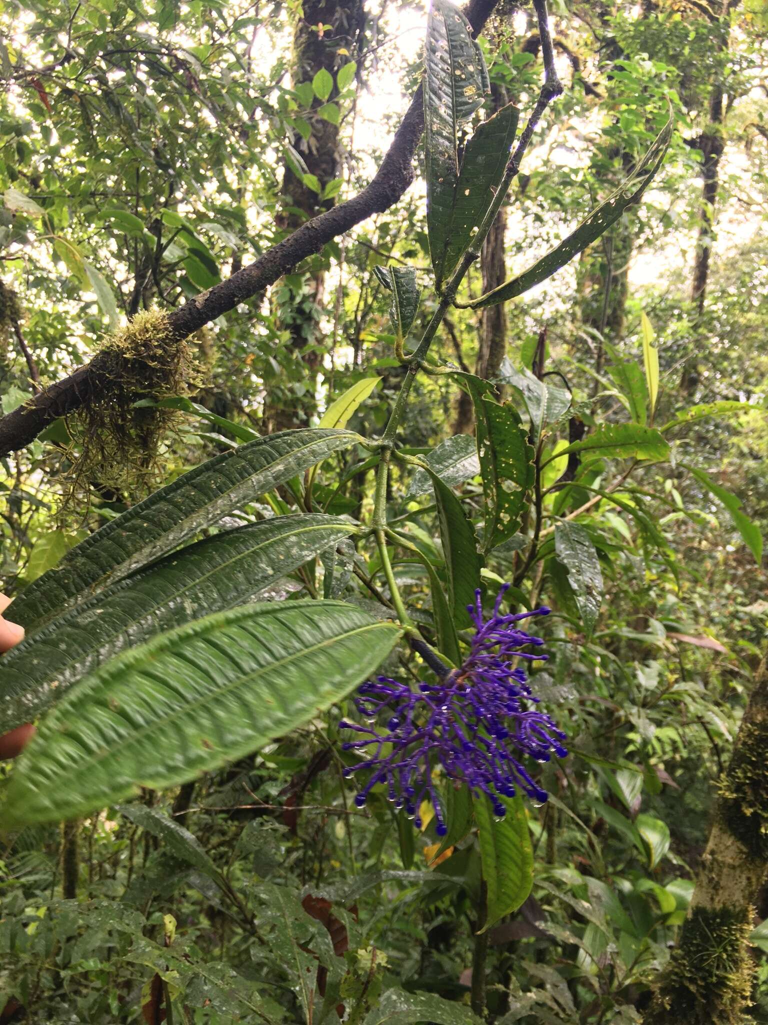 Faramea suerrensis (Donn. Sm.) Donn. Sm.的圖片