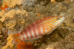 Image of Gunther's wrasse